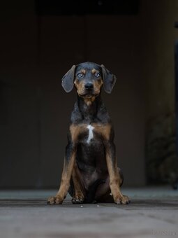 Catahoula Leopard Dog - 6