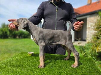 NIEBIESKIE KOPIOWANE SZCZENIĘTA DOBERMANA Z RODOWODEM FCI - 6