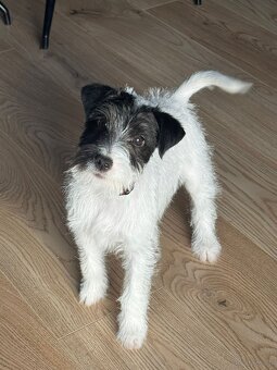 Parson Russell terrier piesek rodowodowy FCI - 6