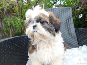Sunia shih tzu Bibi - 6
