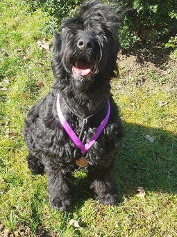 Czarny terier rosyjski - szczeniak - 6