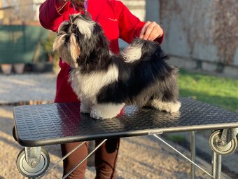 Shih Tzu PP ( shihtzu, sicu) - 6
