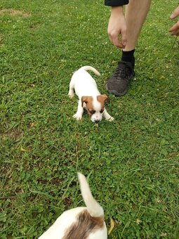 Jack Russell terrier - 6