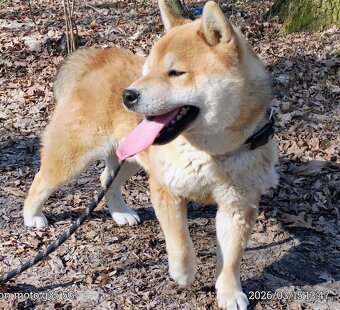 Shiba Inu - czerwony, roczny samczyk - 6