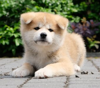 Akita Inu Akita japońska ZKWP FCI po Championie - 6