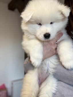 Samoyed - 6
