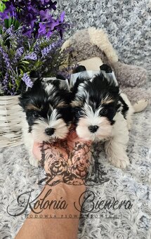 Yorkshire Terrier Biewer (TRICOLOR) piesek PASZPORT - 6