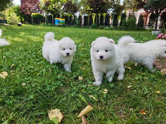 Samoyed szczenięta - 6