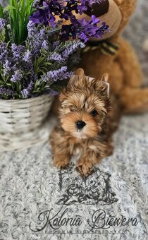 Yorkshire Terrier Ocean Pearl piesek PASZPORT - 6