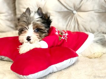 York Mikołaj z Bajki - do Kochania. Cudak. - 6