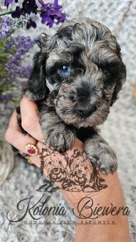 Pudel Toy/Miniaturowy Blue Merle adania Genetyczne Paszport - 6