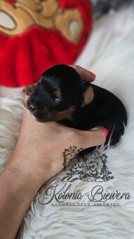 Yorkshire Terrier Czarno-złoty pessiei sunia PASZPORT - 6