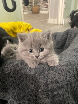 Kotki brytyjskie - 6