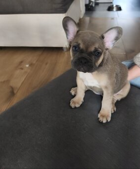 Buldogi francuskie - 6