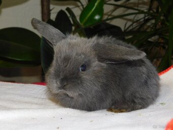 Cudne baranki niebieskie mini lop - 6