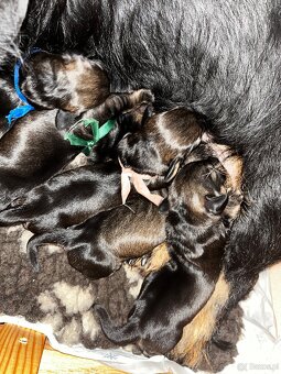 Jamnik standardowy szorstkowłosy s PP - 6