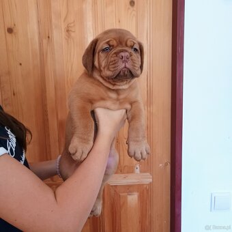 Štěňata bordeauxské dogy s PP - 6