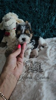 Yorkshire Terrier Biewer (TRICOLOR) piesek PASZPORT - 6
