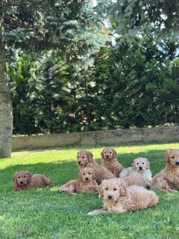 Goldendoodle mini Pudel & Golden retriever F1 Śliczna sunia - 6