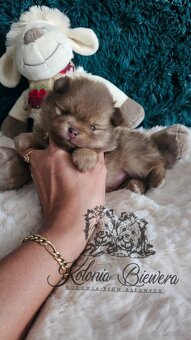 Szpic Miniaturowy/pomeranian PASZPORT - 6