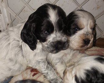 Cocker spaniel angielski - 6