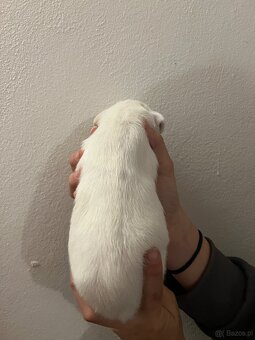 Duński szwedzki pies hodowlany - 6