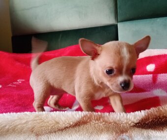 Chihuahua szczenięta - 6