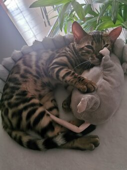 Rodowodowa kotka Bengalska - 6