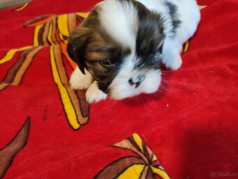 Suczki  mieszanka ( shih tzu - pekińczyk) - 6