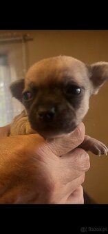 Chihuahua - 6