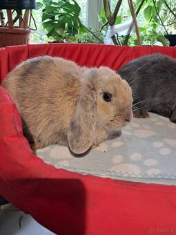 Białe baranki mini lop - 6