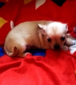 Chihuahua szczenięta - ostatni piesek - 6