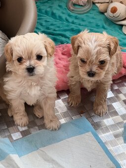 Maltipoo F1 cudne maluszki - 6
