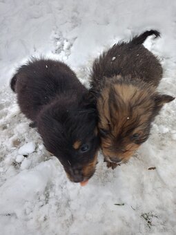 Oddam pieski w dobre ręce - 6