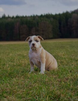 American Bully Standard - 6