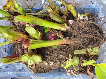 Kanny czerwone świeżo wykopane - 6