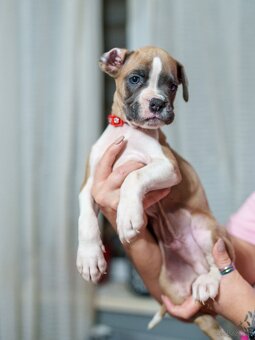 Boxer szczeniak rodowód bokser - 6