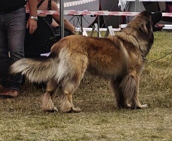 Leonberger szczeniaki - 6