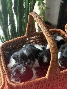 Piękne szczeniaki Shih Tzu o maści Bicolor - 6