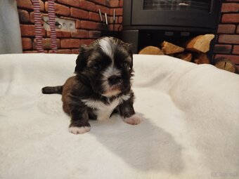 Pies rasy Shih Tzu z rodowodem - 6