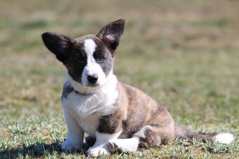 Welsh corgi cardigan szczenięta - 6