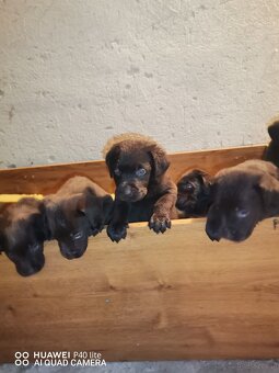 Prodám čistokrevné labradory - 6