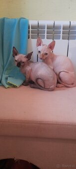 Sfinksy Kanadyjskue - 6