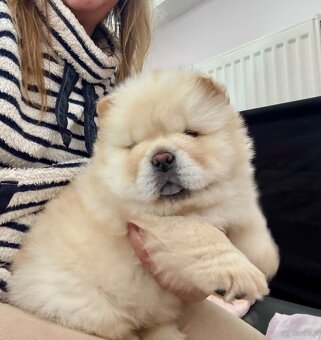 CHOW CHOW szczenięta kremowe - 6