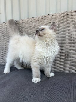 Przepiękna , zakochana w człowieku kotka Ragdoll z rodowodem - 6