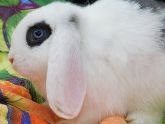 Baranki mini lop - 6