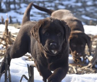 Labrador Retriever szczenie z rod ZKwP, FCI Badania Genetycz - 6