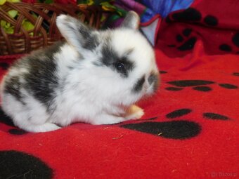 Białe króliczki z ciemną obwódką wokół oczu - 6