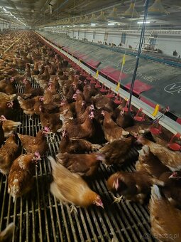 KURY NIOSKI 605834710 - 6