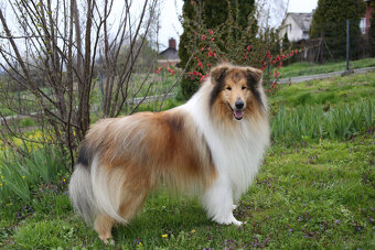Owczarek szkocki długowłosy FCI Collie Rough - 6